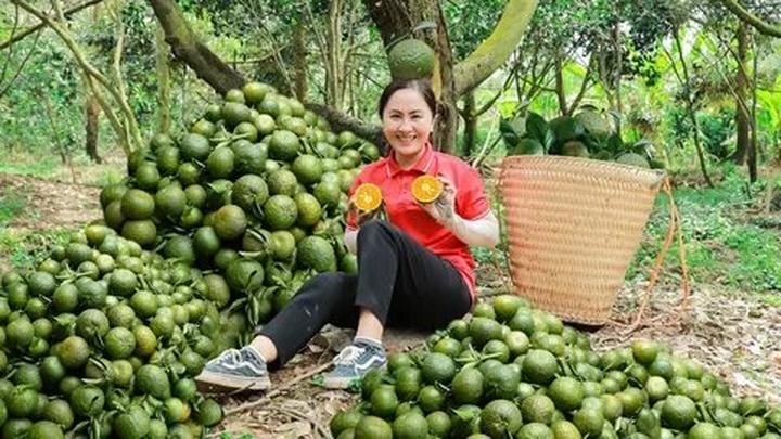 Bonobo: Nguồn Gốc Tiến Hóa Của Ngôn Ngữ Con Người?